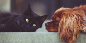 pet care